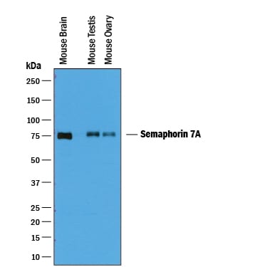 Detection of Mouse Semaphorin 7A antibody by Western Blot.