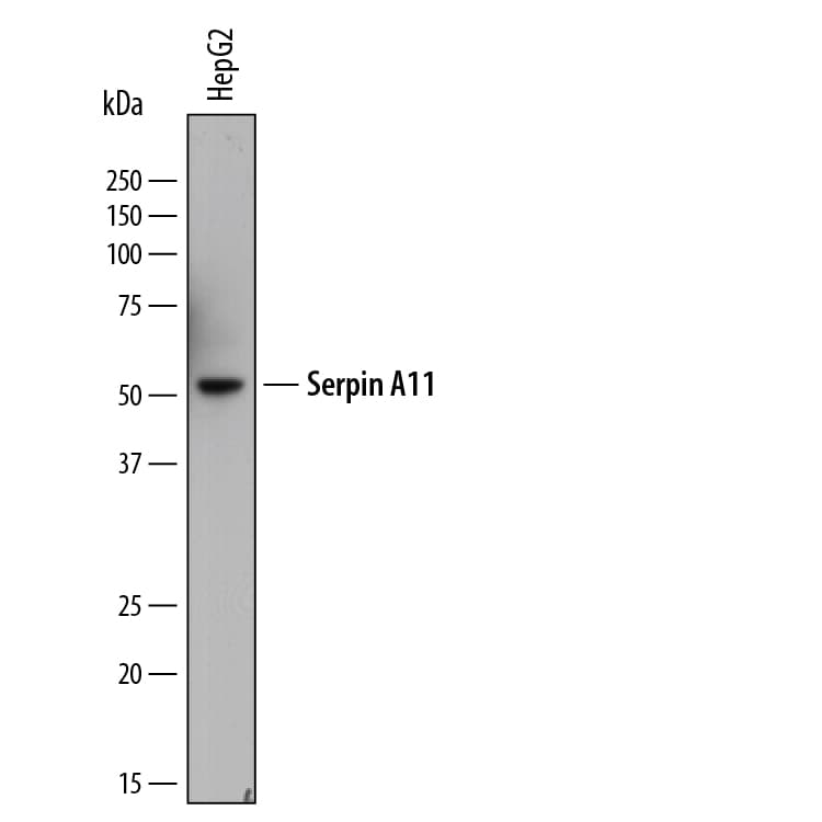 Detection of Human Serpin A11 antibody by Western Blot.