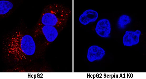 Serpin A1/a1-Antitrypsin Antibody Specificity is Shown by Immunocytochemistry antibody in Knockout Cell Line.