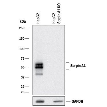 Western Blot Shows Human Serpin A1/a1-Antitrypsin Antibody Specificity by Using Knockout Cell Line.