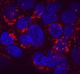 Serpin A1/a1-Antitrypsin antibody in HepG2 Human Cell Line by Immunocytochemistry (ICC).