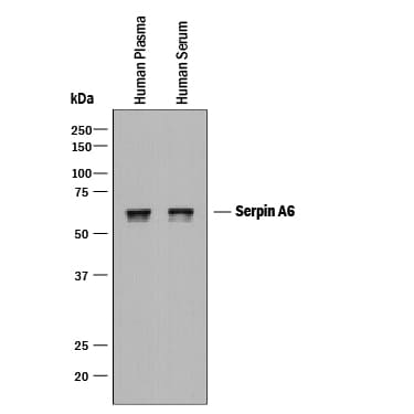 Detection of Human Serpin A6 antibody by Western Blot.