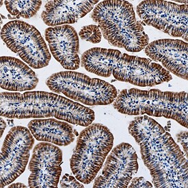 Serpin A8/Angiotensinogen antibody in Mouse Intestine by Immunohistochemistry (IHC-Fr).