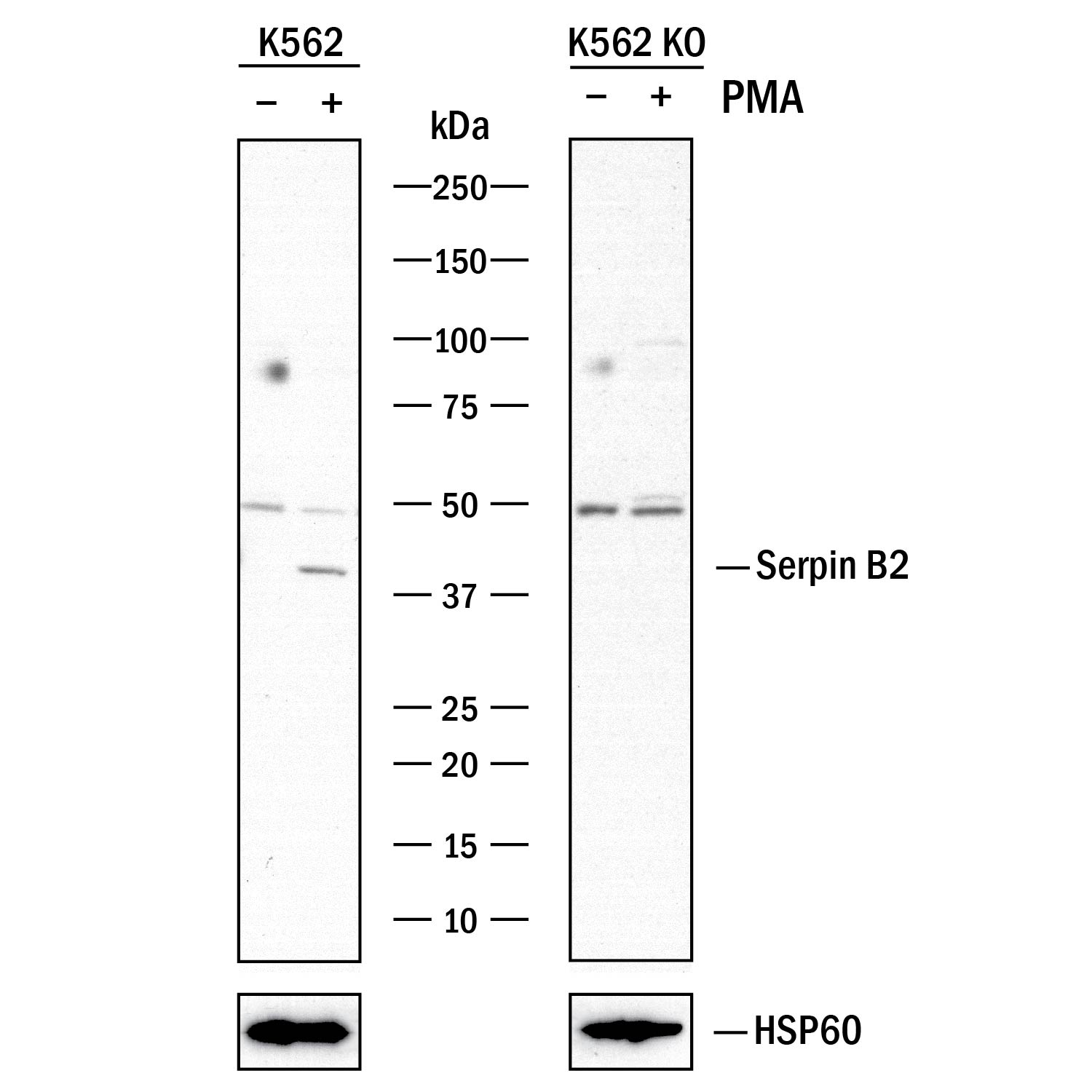 Western Blot Shows Human Serpin B2 Antibody Specificity by Using Knockout Cell Line.