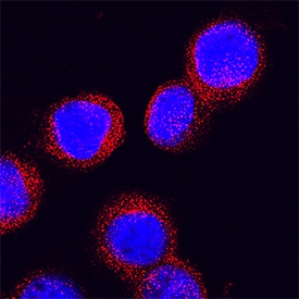Serpin B2 antibody in U937 Human Cell Line by Immunocytochemistry (ICC).