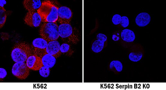 Serpin B2 Antibody Specificity is Shown by Immunocytochemistry antibody in Knockout Cell Line.