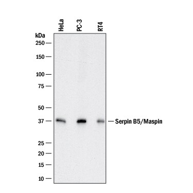 Detection of Human Serpin B5/Maspin antibody by Western Blot.