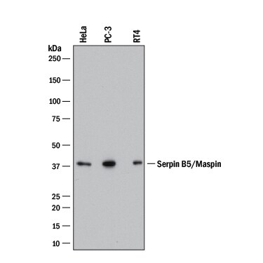 Detection of Human Serpin B5/Maspin antibody by Western Blot.