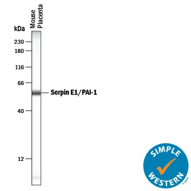 Detection of Mouse Serpin E1/PAI-1 antibody by Simple WesternTM.