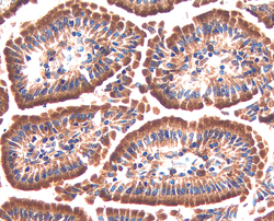 Serpin F2/a2‑Antiplasmin antibody in Mouse Intestine by Immunohistochemistry (IHC-Fr).