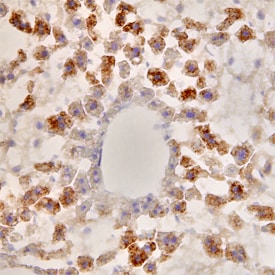 Serum Amyloid A4 antibody in Mouse Brain (Cerebellum) by Immunohistochemistry (IHC-Fr).