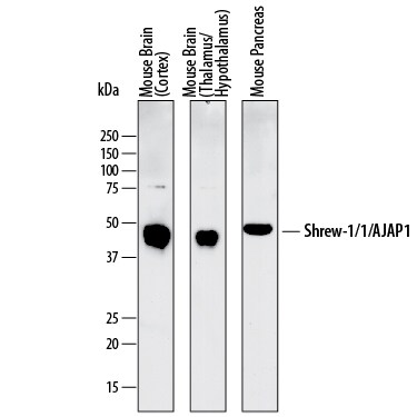 Detection of Mouse Shrew-1/AJAP1 antibody by Western Blot.