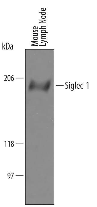 Detection of Mouse Siglec-1/CD169 antibody by Western Blot.