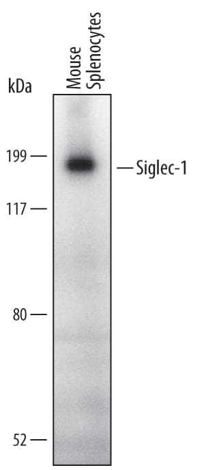 Detection of Mouse Siglec-1/CD169 antibody by Western Blot.