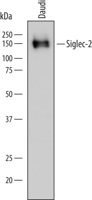 Detection of Human Siglec-2/CD22 antibody by Western Blot.