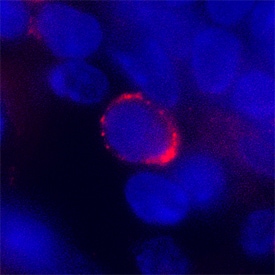Siglec-E antibody in Mouse Spleen by Immunohistochemistry (IHC-Fr).