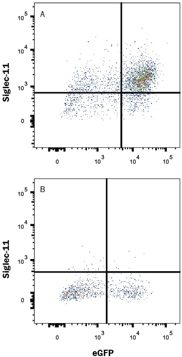 Detection of Siglec-11 antibody in HEK293 Human Cell Line Transfected with Human Siglec-11 and eGFP antibody by Flow Cytometry.