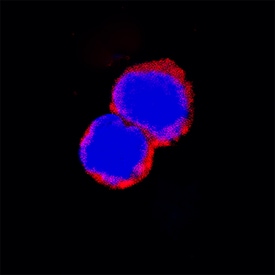 Siglec-2/CD22 antibody in Mouse Splenocytes by Immunocytochemistry (ICC).