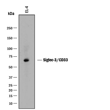 Detection of Mouse Siglec-3/CD33 antibody by Western Blot.