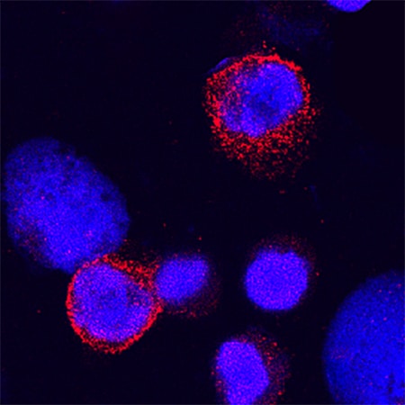 Siglec-9 antibody in Human PBMCs by Immunocytochemistry (ICC).
