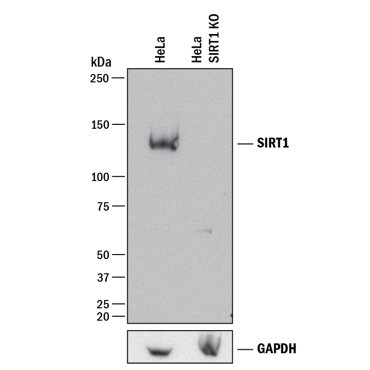 Western Blot Shows Human Sirtuin 1/SIRT1 Antibody Specificity by Using Knockout Cell Line.