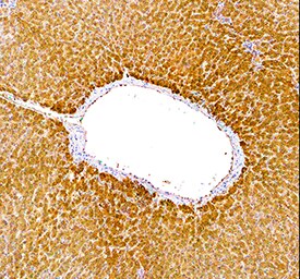 Sirtuin 5/SIRT5 antibody in Human Liver by Immunohistochemistry (IHC-P).