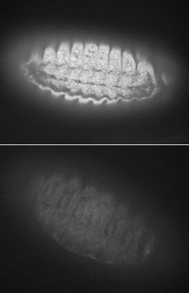 Smad2 inDrosophilaLarvae.