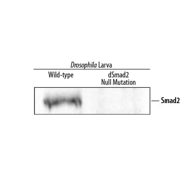 Detection ofDrosophilaSmad2 antibody by Western Blot.