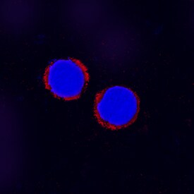 Smad4 antibody in Human PBMCs by Immunocytochemistry (ICC).