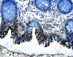 Smad5 antibody in Human Colon by Immunohistochemistry (IHC-P).