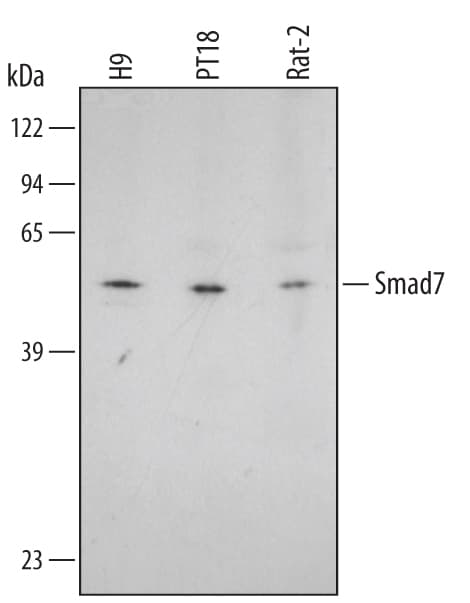 Detection of Human/Mouse/Rat Smad7 antibody by Western Blot.