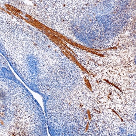 Smad9 antibody in Mouse Embryo by Immunohistochemistry (IHC-Fr).