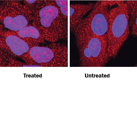 Snail antibody in A549 Human Cell Line by Immunocytochemistry (ICC).