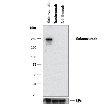 Detection of Solanezumab antibody by Western Blot.
