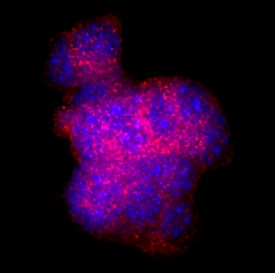 Somatostatin antibody in  beta TC-6 Mouse Cell Line by Immunocytochemistry (ICC).