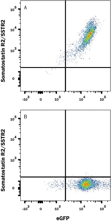 Detection of Somatostatin R2/SSTR2 antibody in HEK293 Human Cell Line Transfected with Human Somatostatin R2/SSTR2 and eGFP antibody by Flow Cytometry.