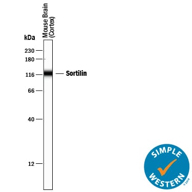Detection of Mouse Sortilin antibody by Simple WesternTM.