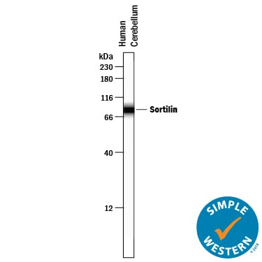 Detection of Human Sortilin antibody by Simple WesternTM.