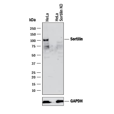 Western Blot Shows Human Sortilin Antibody Specificity by Using Knockout Cell Line.