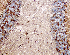 Spinesin antibody in Mouse Brain by Immunohistochemistry (IHC-Fr).