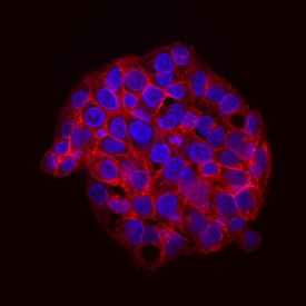 Phospho-Src (Y416) antibody in HepG2 Human Cell Line by Immunocytochemistry (ICC).