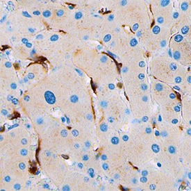 Stabilin-1 antibody in Human Liver by Immunohistochemistry (IHC-P).