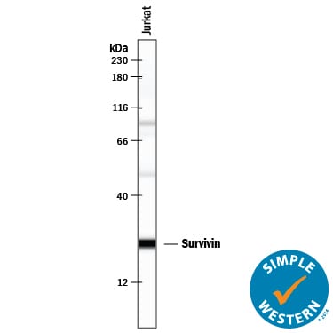 Detection of Human Survivin antibody by Simple WesternTM.