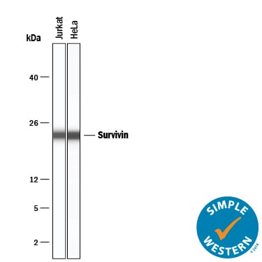 Detection of Human Survivin antibody by Simple WesternTM.