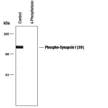 Detection of Phospho-Synapsin I (S9) antibody by Western Blot.