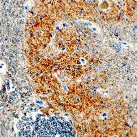Synaptophysin antibody in Human Brainstem Tissue by Immunohistochemistry (IHC-P).
