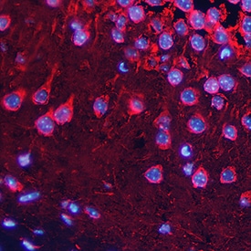 Synaptophysin antibody in Mouse Brain by Immunohistochemistry (IHC-Fr).