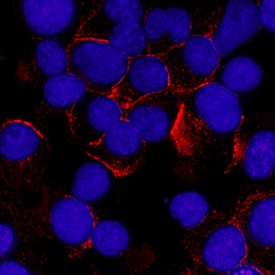Human Syndecan‑1/CD138 Antibody MAB2780: R&D Systems