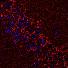 Syntaxin 12 antibody in Mouse Brain by Immunohistochemistry (IHC-Fr).