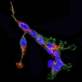 Syntaxin 1A antibody in SH-SY5Y Human Cell Line by Immunocytochemistry (ICC).
